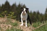 BOSTON TERRIER 258